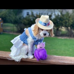 Meet your Posher, Iris